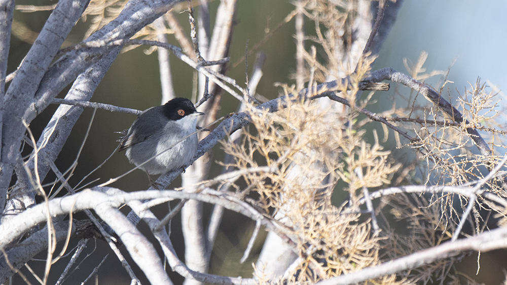Sardinian Warbler